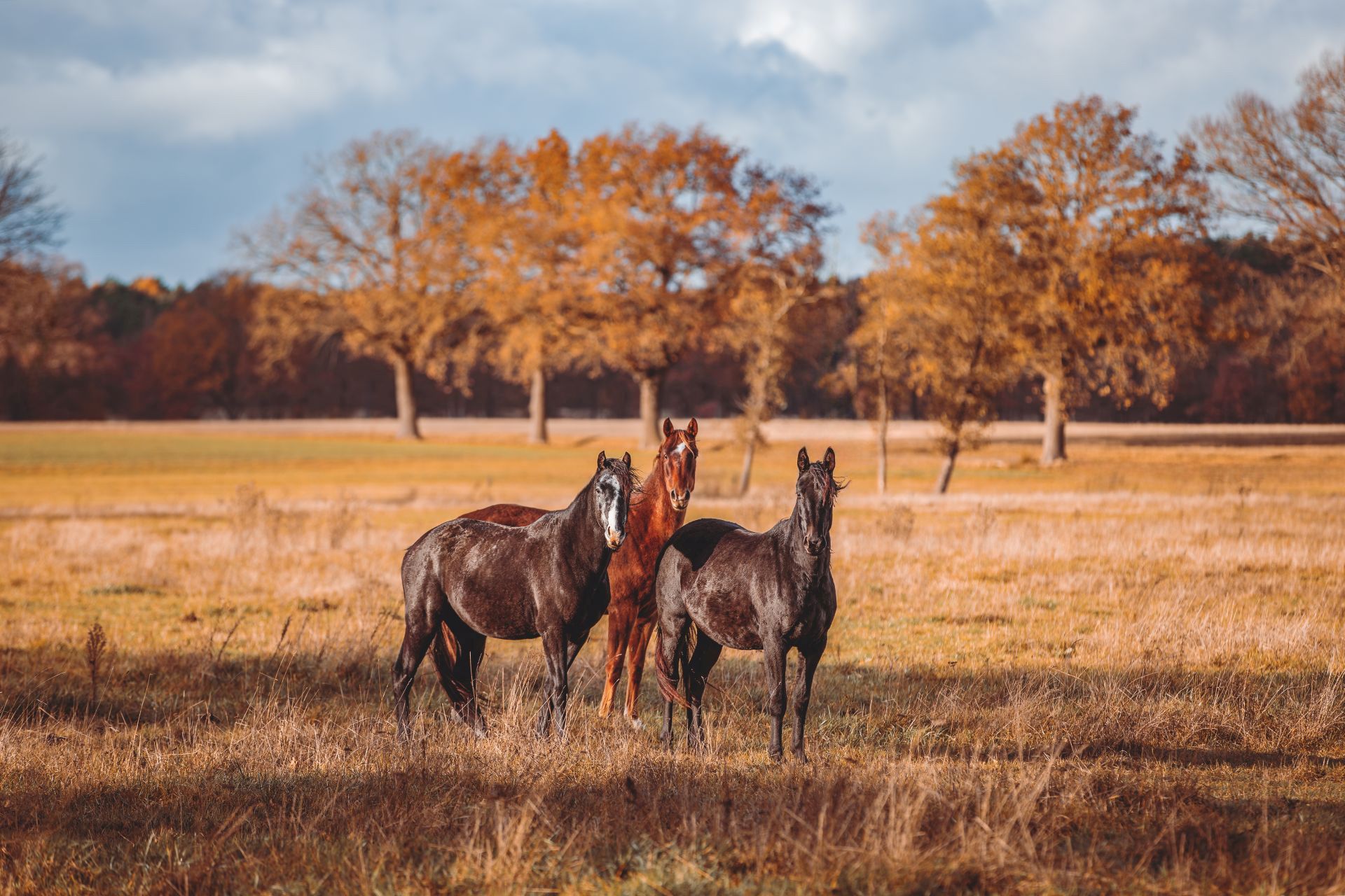 _MG_9468-Verbessert-RR